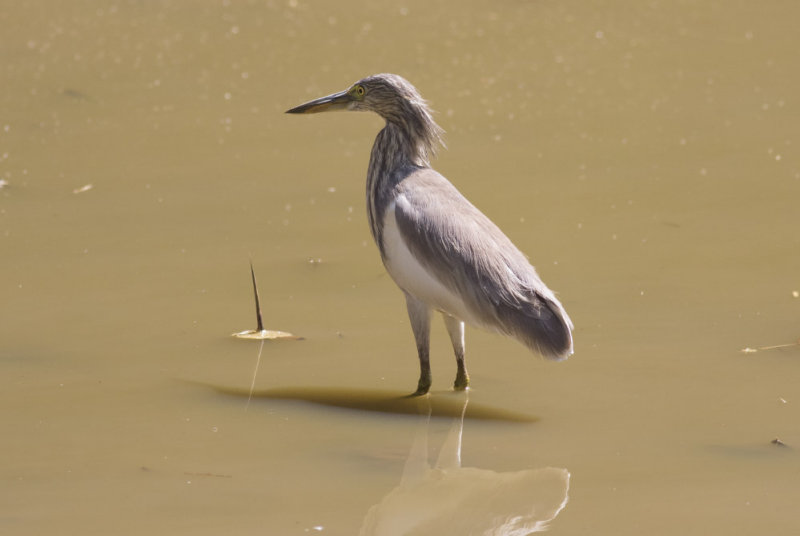 Indian Pond Heron