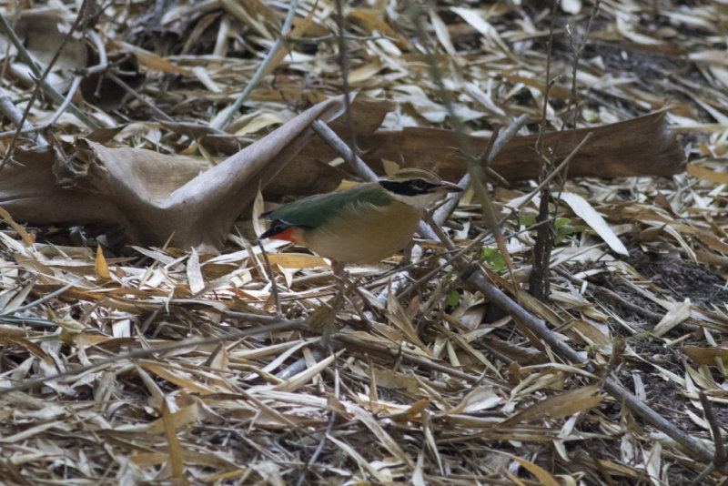 Indian Pitta