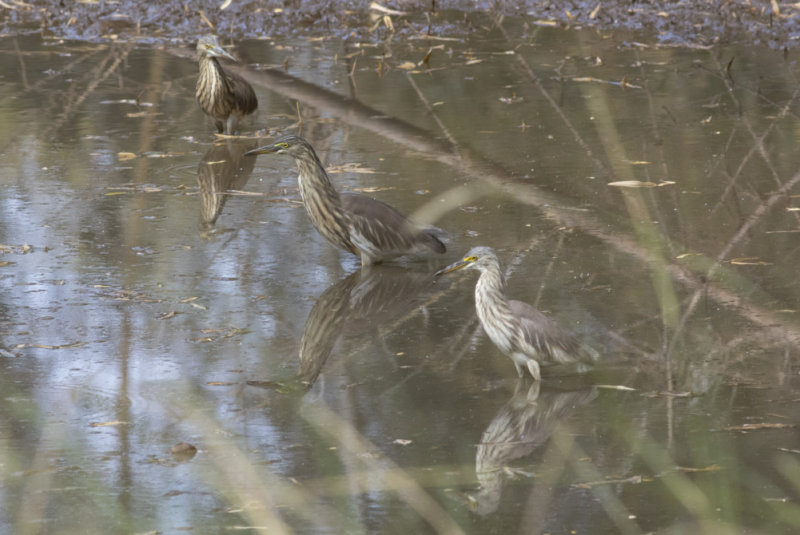 Indian Pond Herons