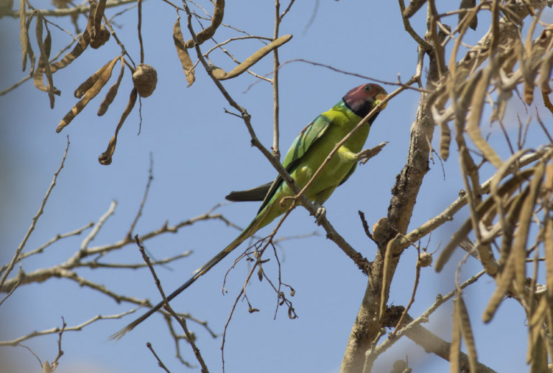 Plum-headed Parakeet