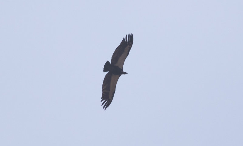 White-rumped Vulture