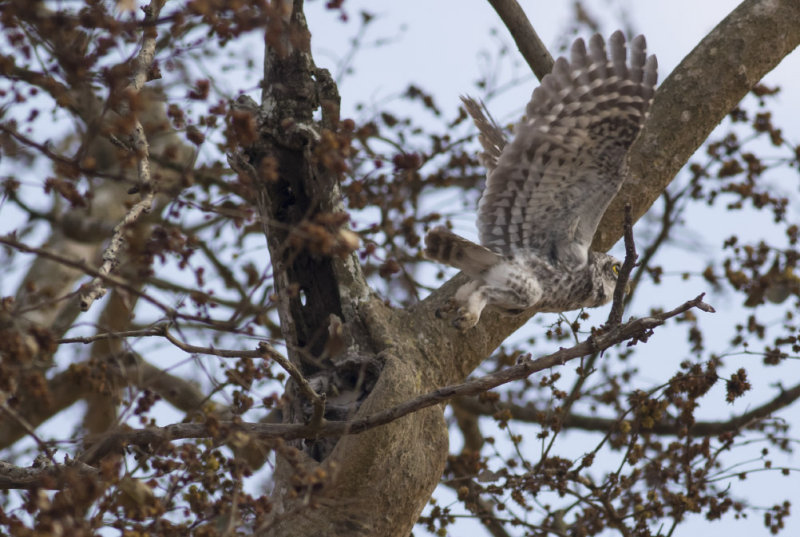 Spotted Owlets