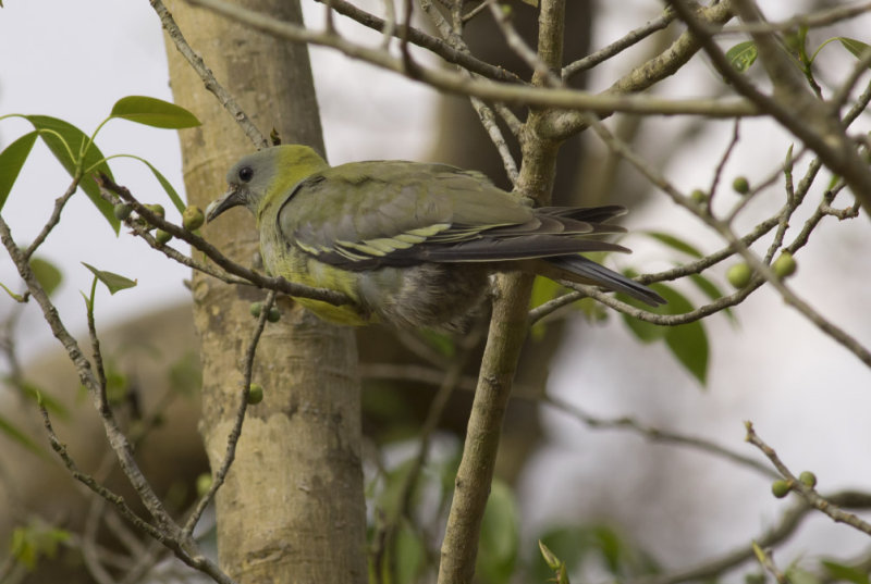 Yellow-footed  Pigeon 