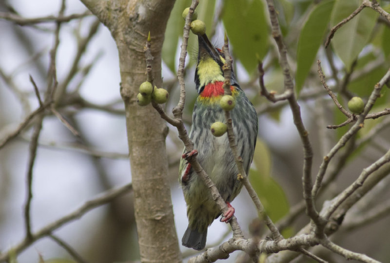 Coppersmith Barbet