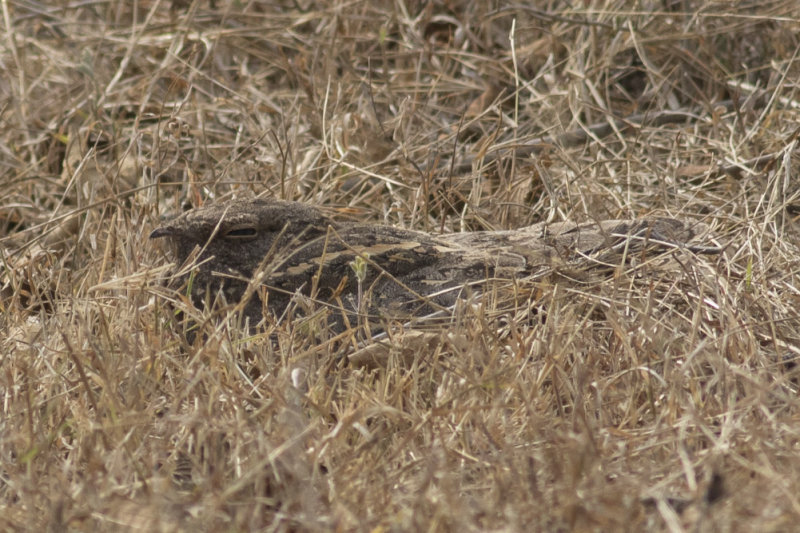 Savannah Nightjar