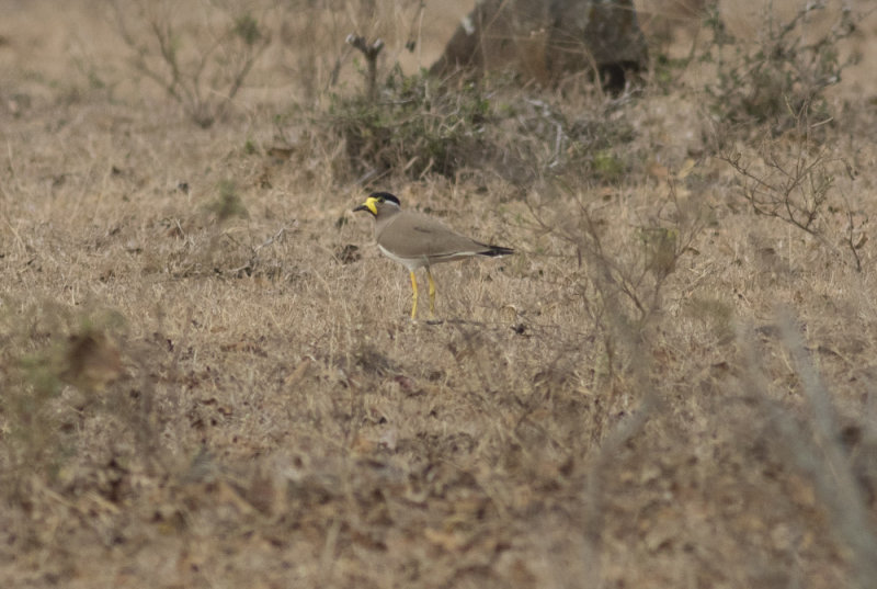 Yellow-wattled Lapwing
