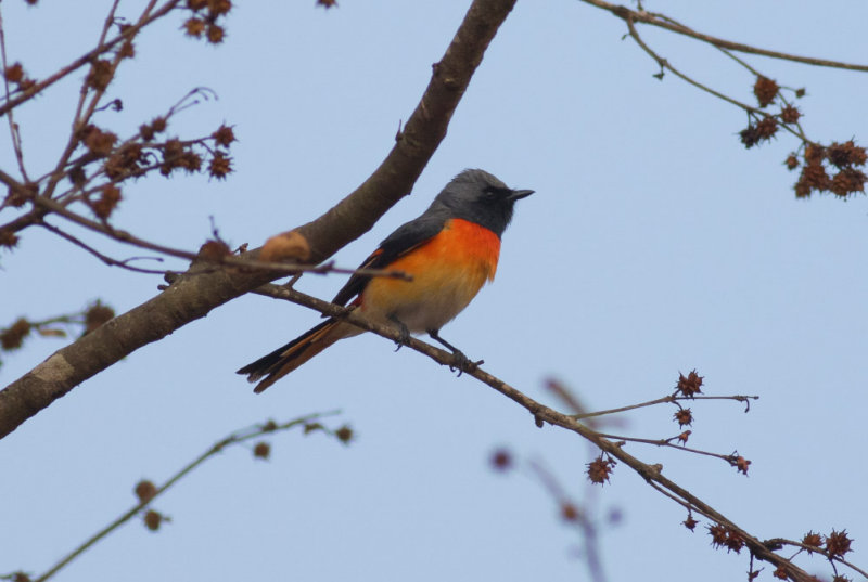 Small Minivet