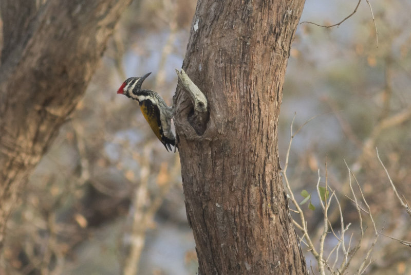 Black-rumped Flameback