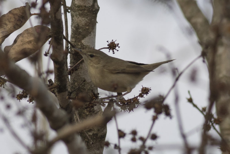 Blyths Reed Warbler