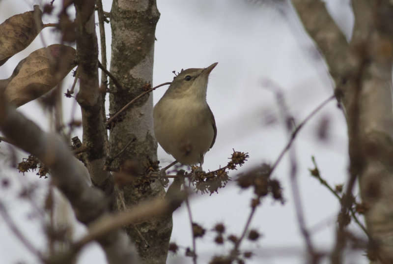 Blyths Reed Warbler