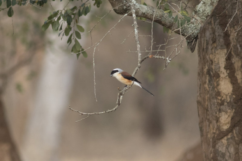 Bay-backed Shrike