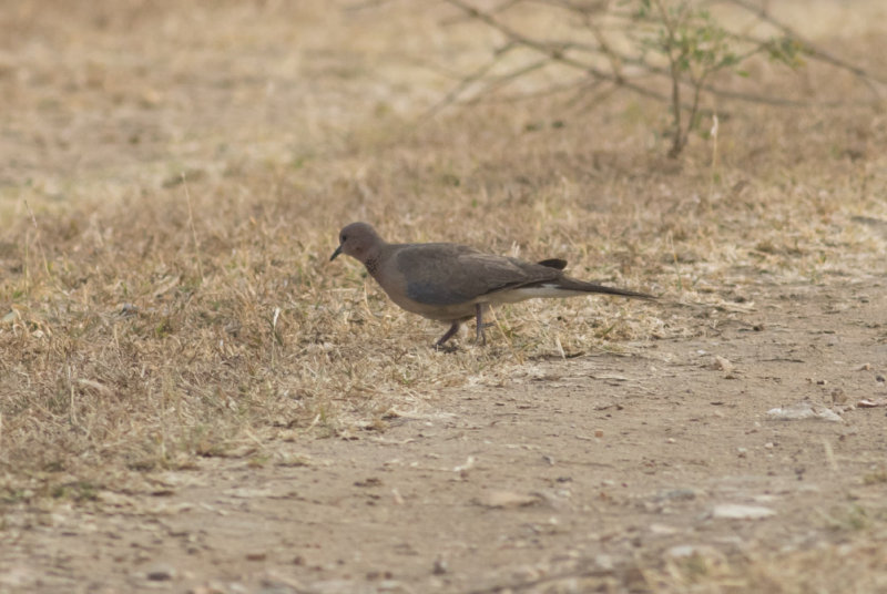 Laughing Dove