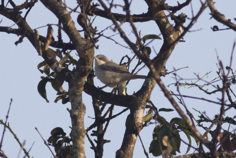 Humes Whitethroat
