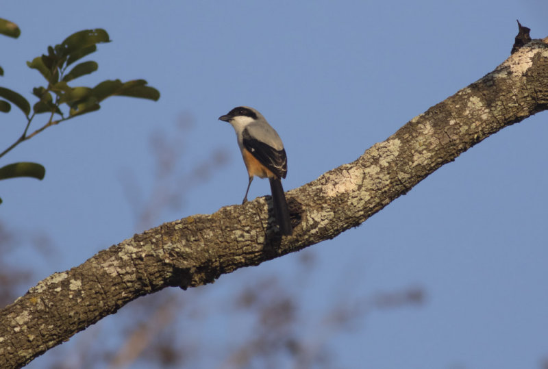 Long-tailed Shrike
