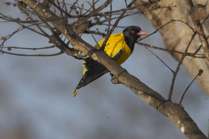 Black-hooded Oriole