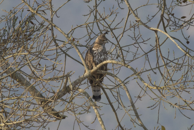 Crested Hawk-Eagle