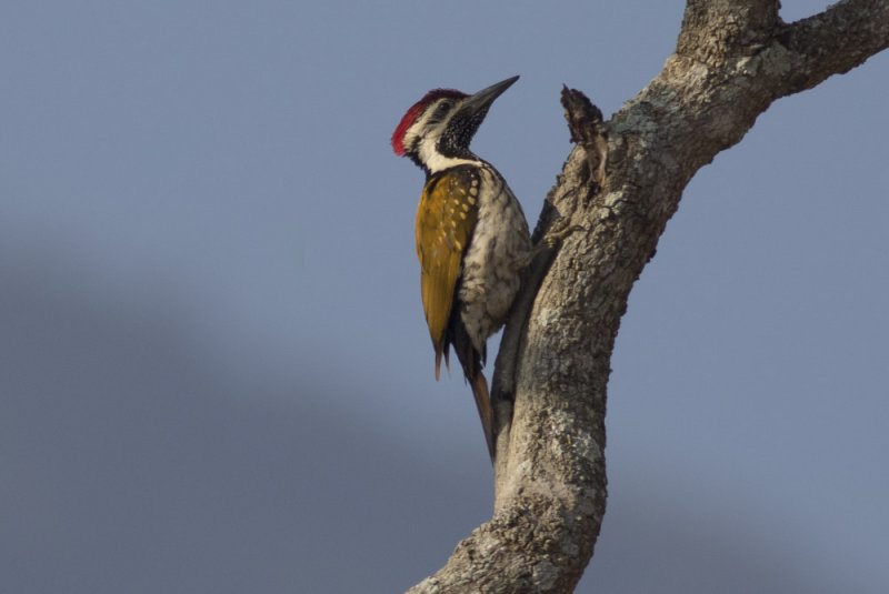 Black-rumped Flameback