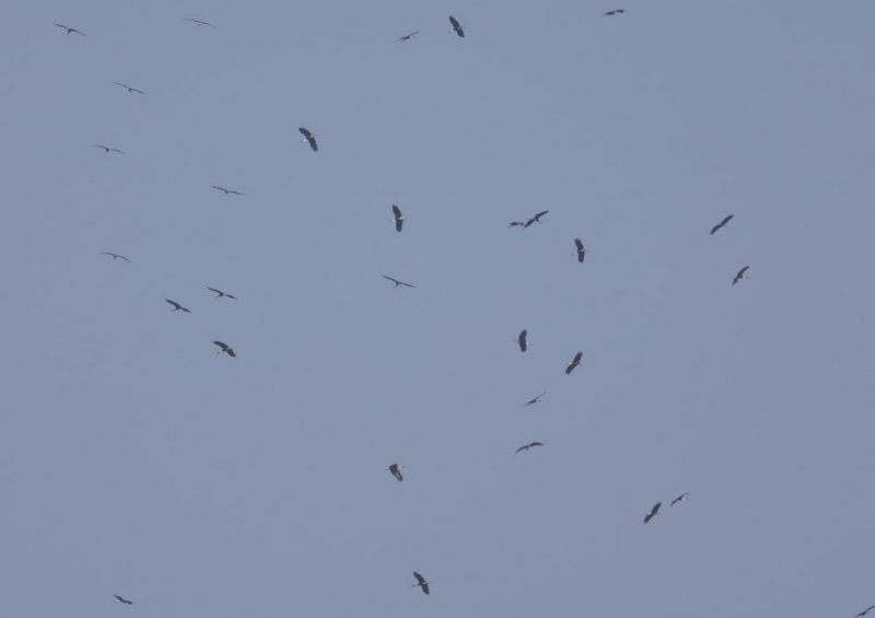 Wooly-necked Storks