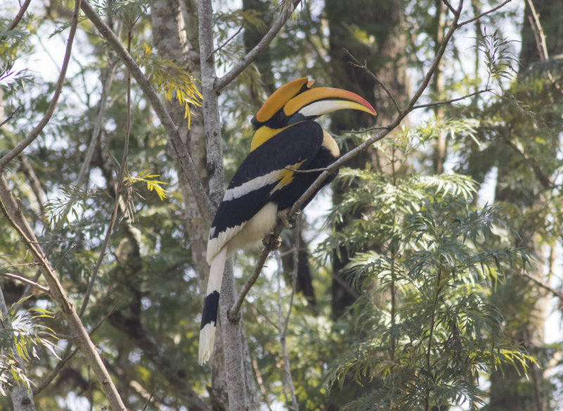 Great Hornbill