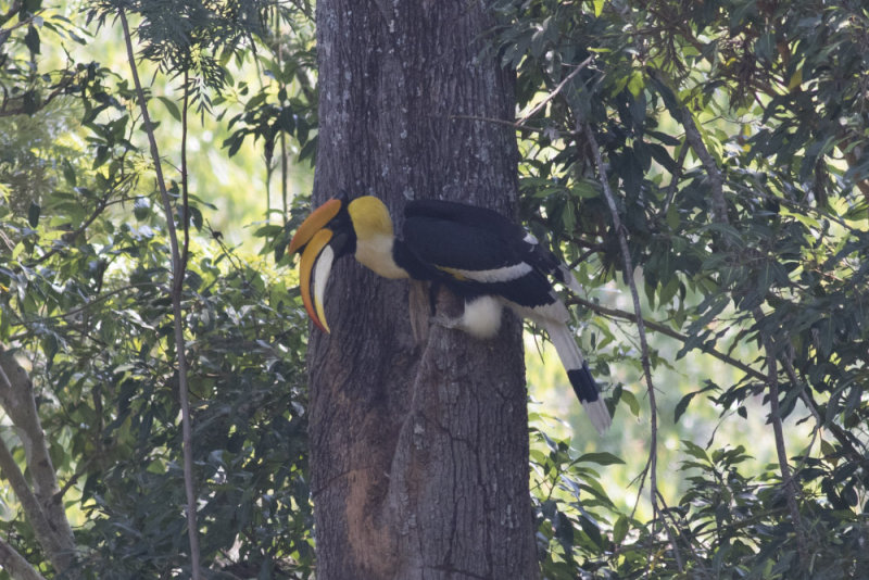 Great Hornbill