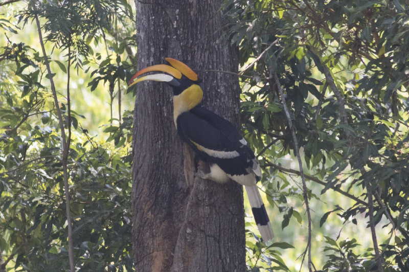 Great Hornbill