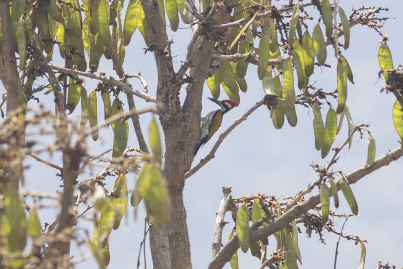 White-naped Woodpecker