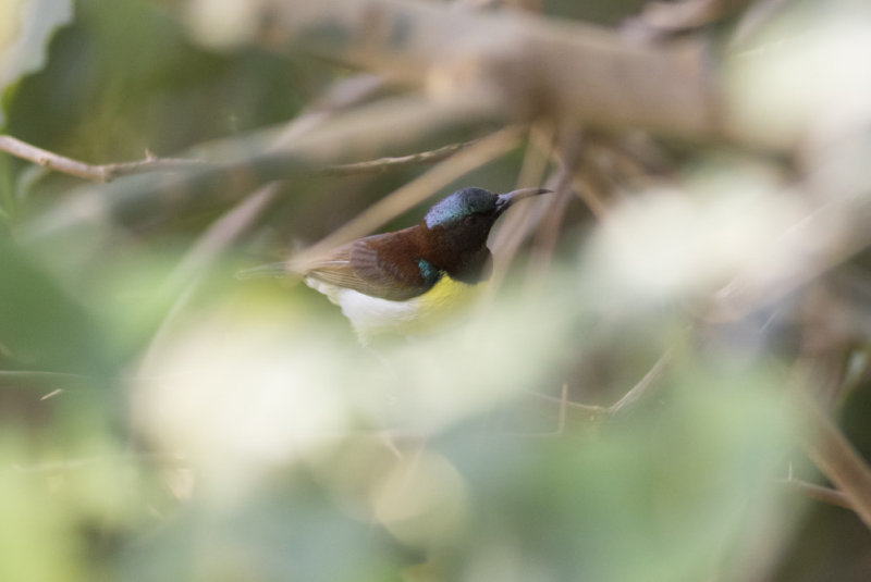Purple-rumped Sunbird