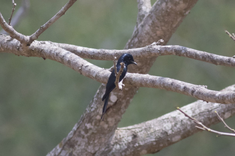 Bronzed Drongo