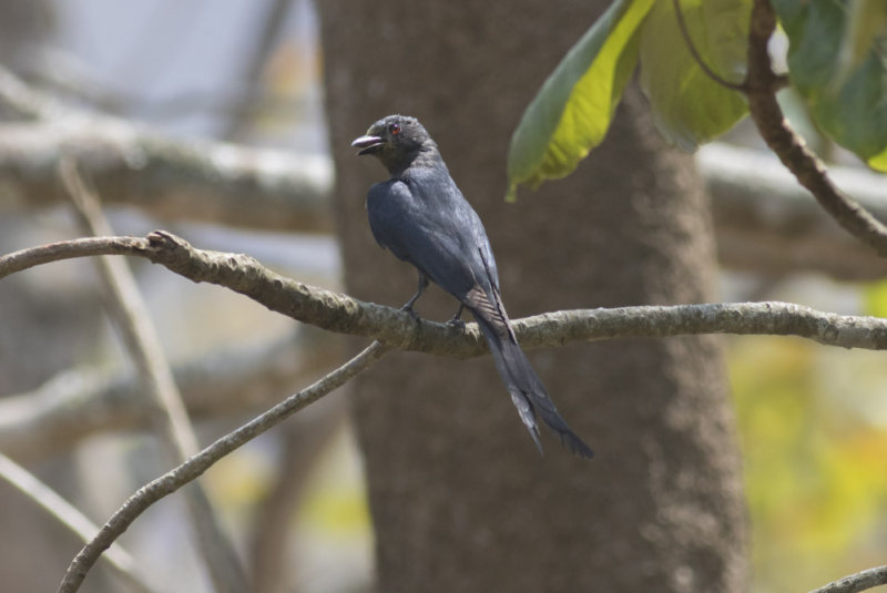 Ashy Drongo