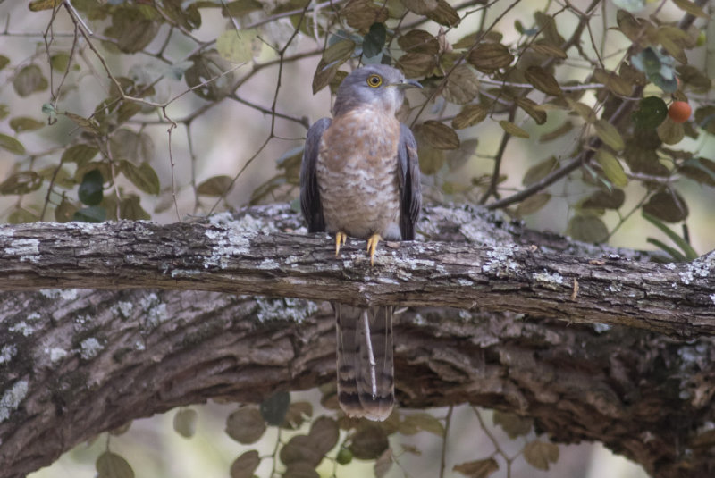 Common Hawk-Cuckoo
