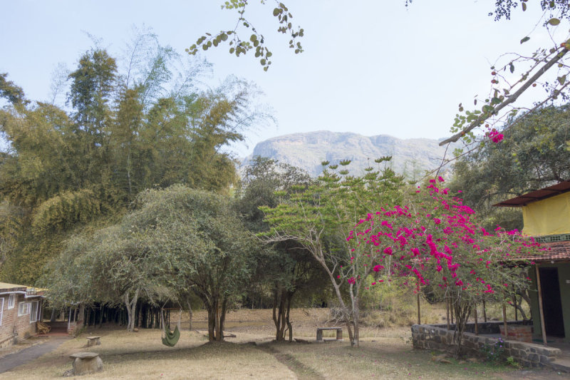 Jungle Hut