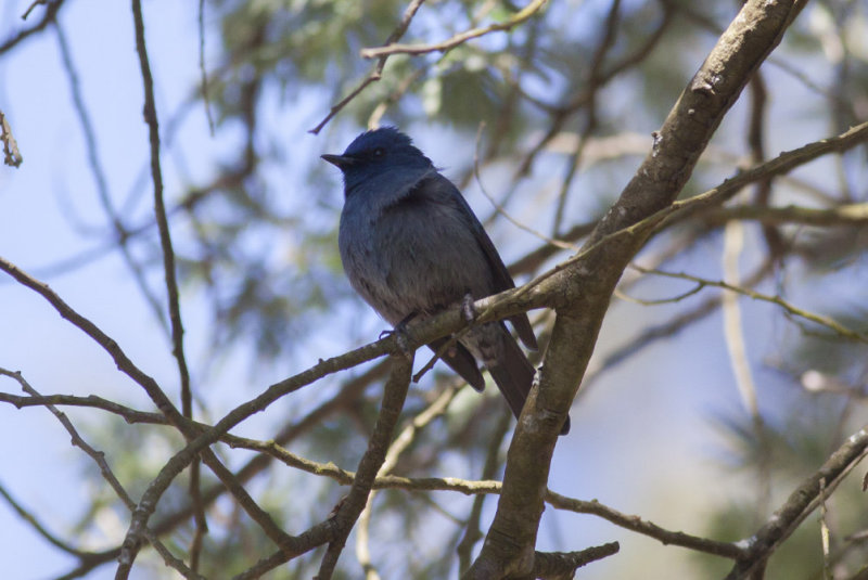 Nilgiri Flycatcher
