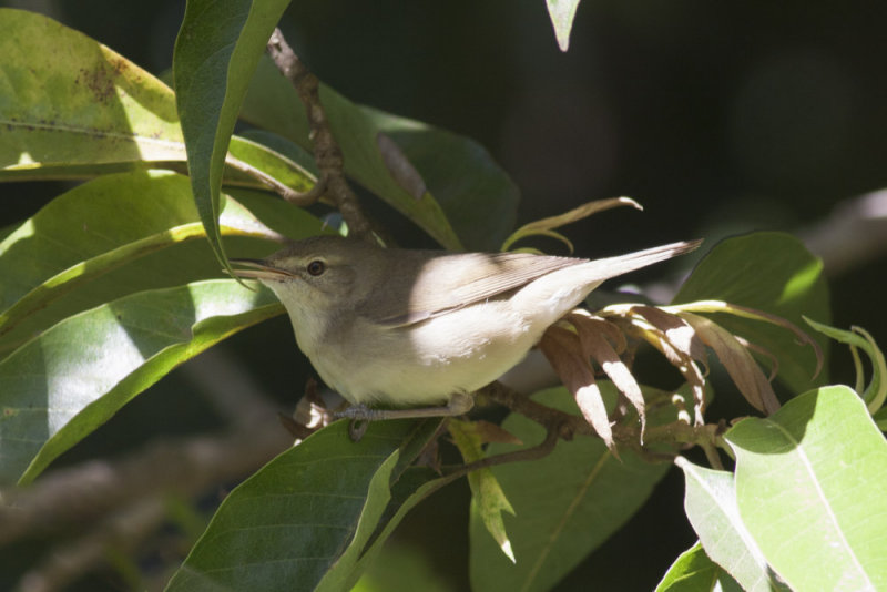 Blyths Reed Warbler