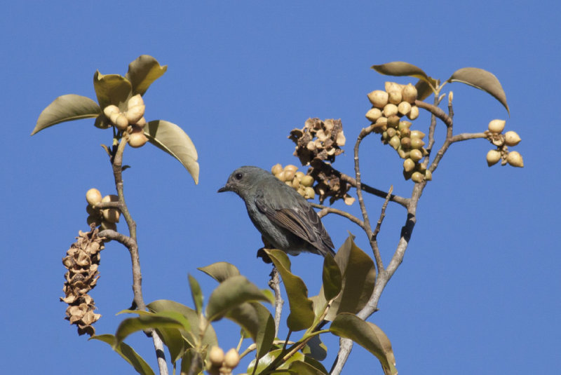 Nilgiri Flycatcher