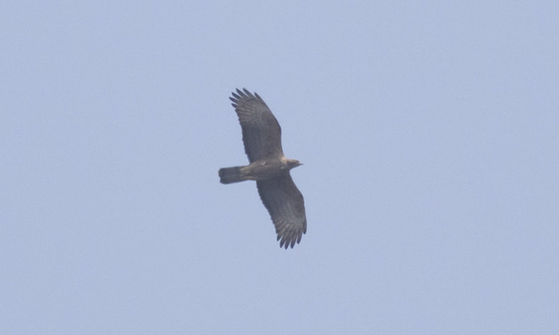 Oriental Honey-buzzard