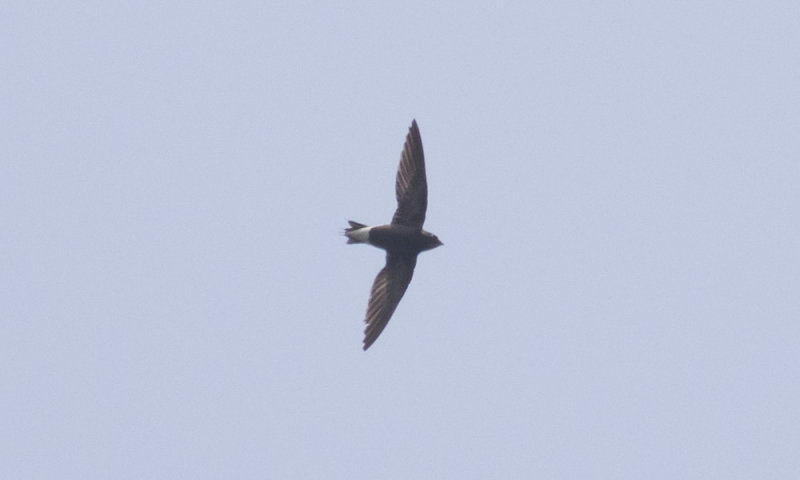 Brown-backed Needletail