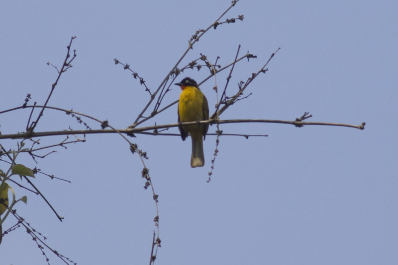 Flame-throated Bulbul