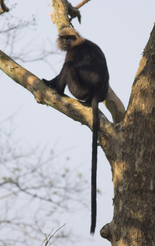 Nilgiri Langur