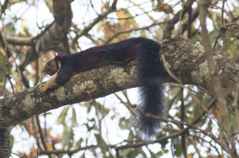 Indian Giant Squirrel