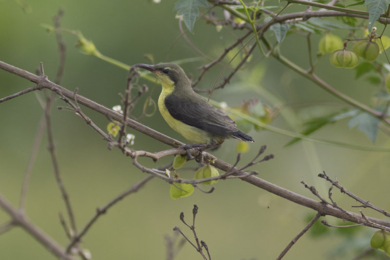 Purple Sunbird