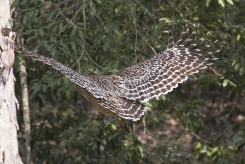 Brown Fish-Owl