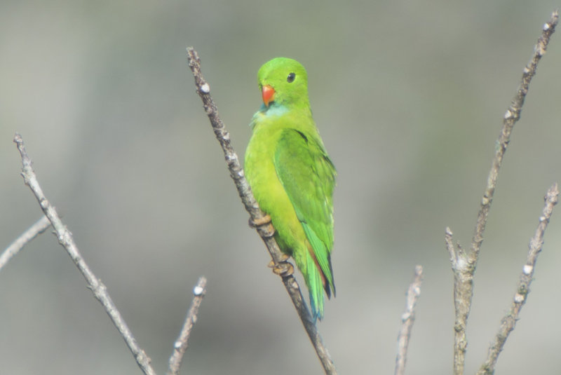 Vernal Hanging Parrot