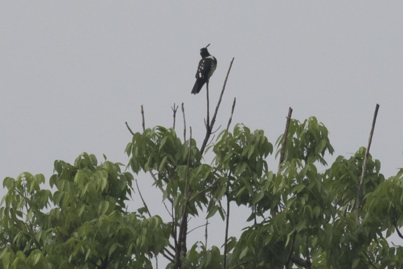 Black Baza