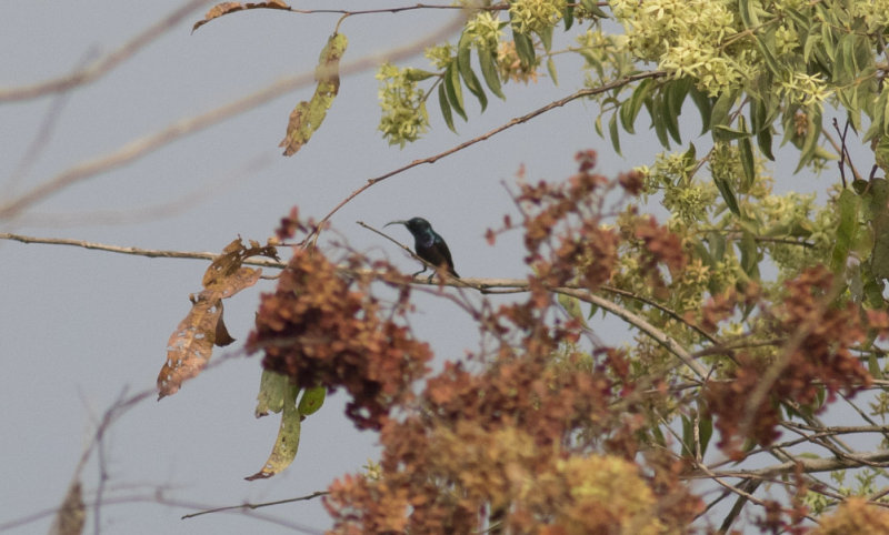 Long-billed Sunbird