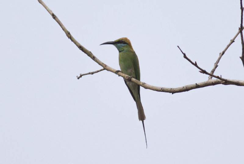 Green Bee-eater