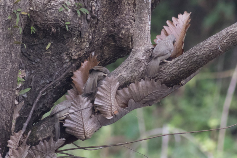 Jungle Babblers