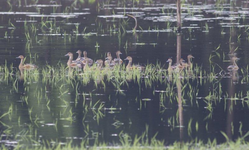 Lesser Whistling-Ducks & Oriental Darter