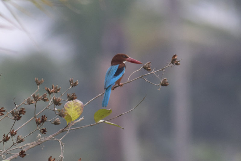 White-throated Kingfisher