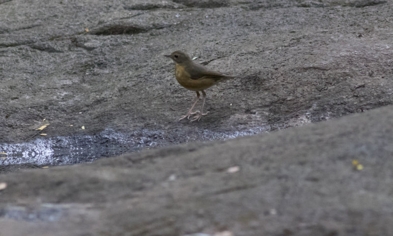 Indian Blue Robin