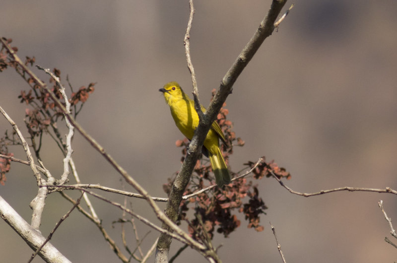 Yellow-browed Bulbul